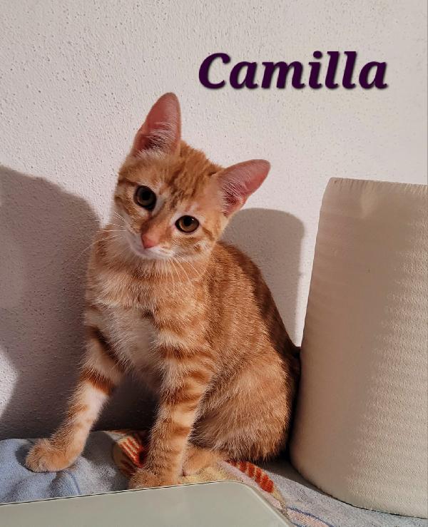 Camilla, La Micia Cucciola Da Conquistare!